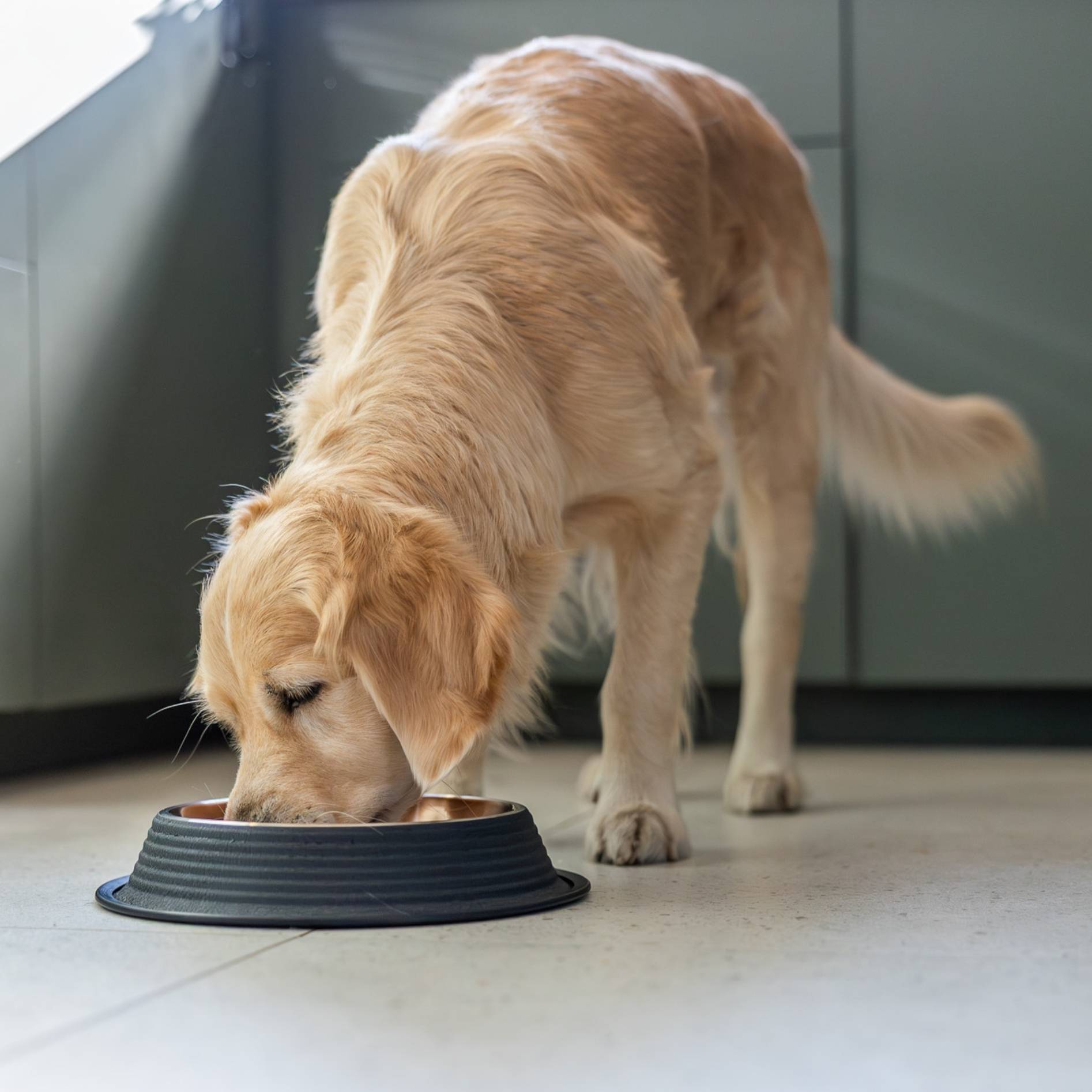 Quapas! Voerbak Leer Antislip Zwart Koper