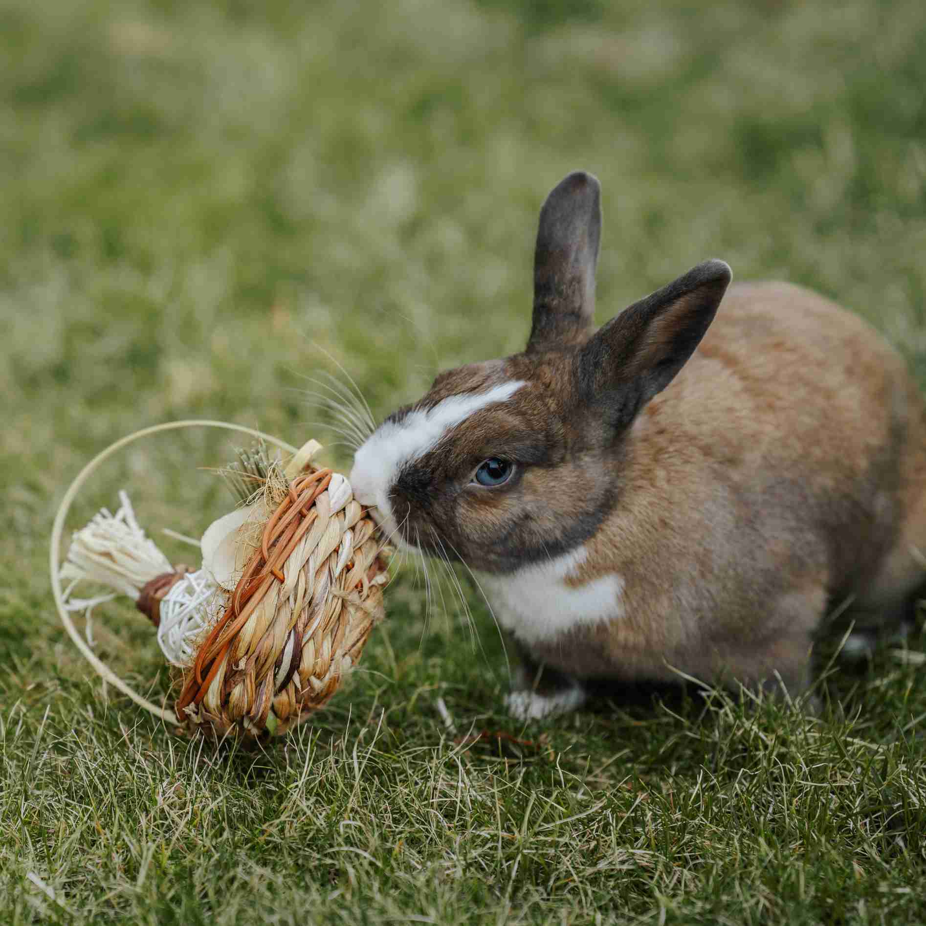Quapas! Rodent Basket