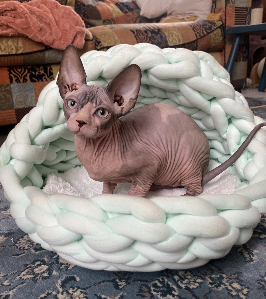 Quapas! Kattenmand geweven iglo mint