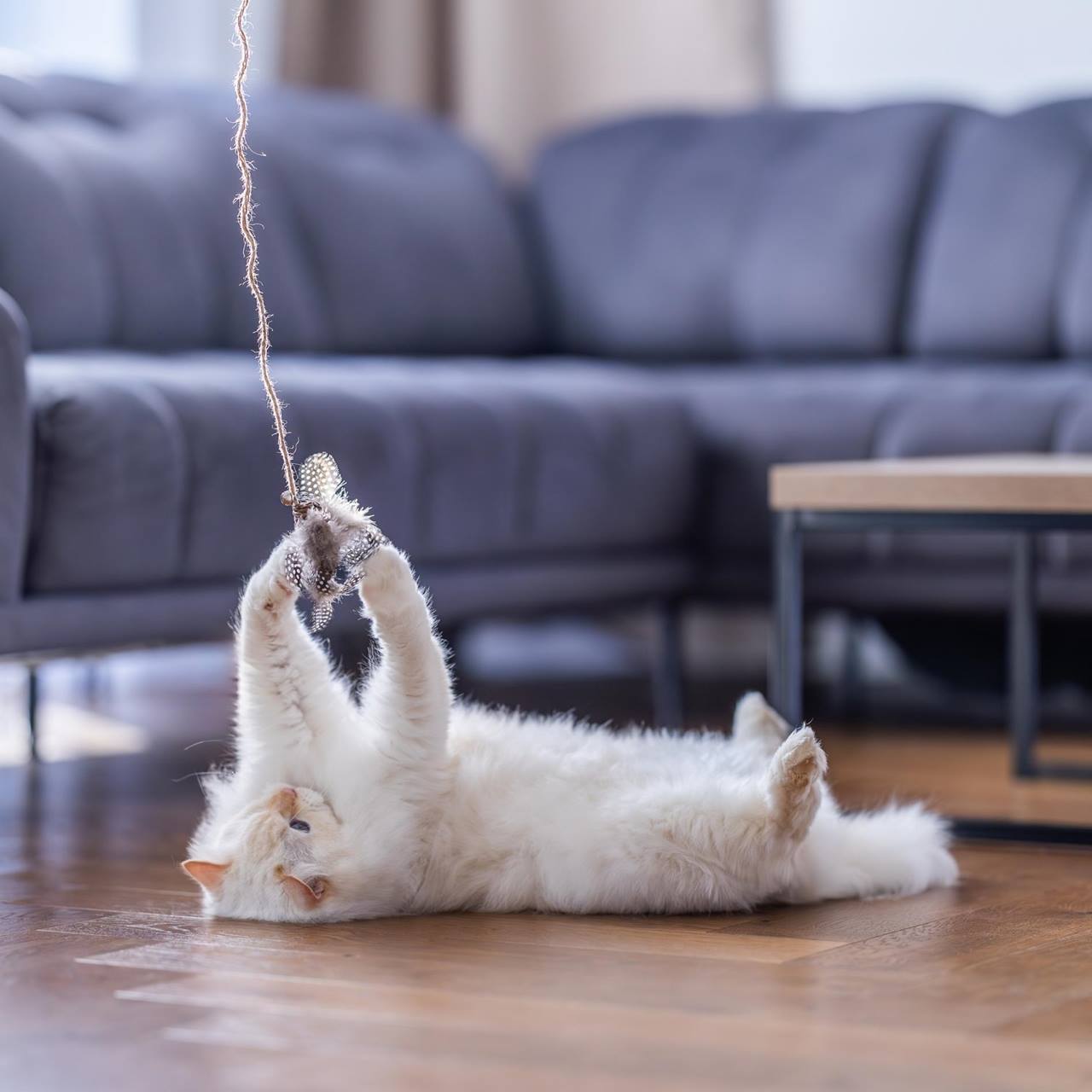 Quapas! Kattenspeeltje hengel vogel bruin