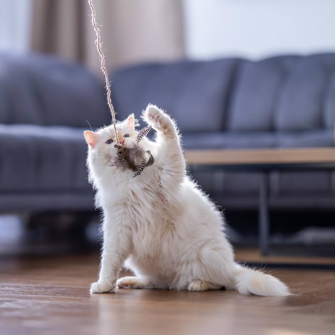 Quapas! Kattenspeeltje hengel vogel bruin