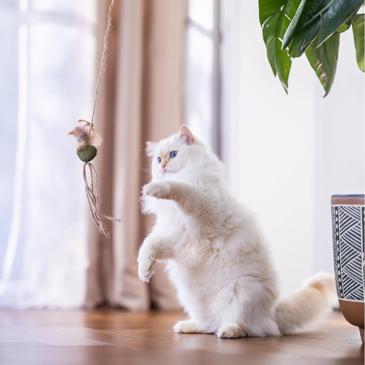 Quapas! Kattenspeeltje hengel natuur B