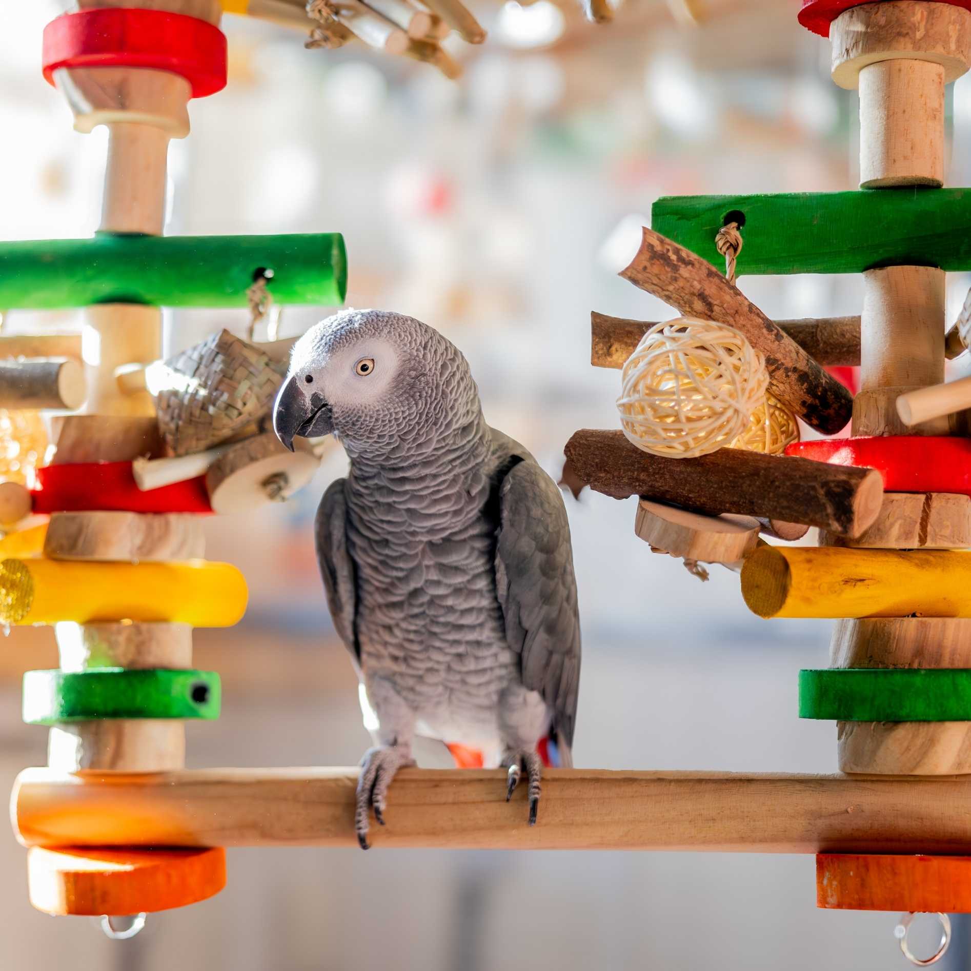 Quapas! Vogel speelgoed Fun Swing L