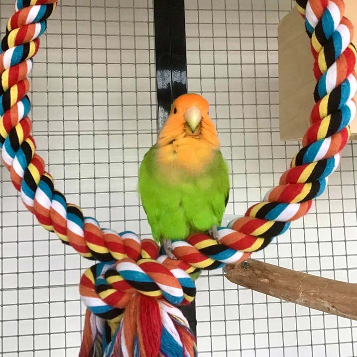 Quapas! Vogel speelgoed Cirkel gekleurd