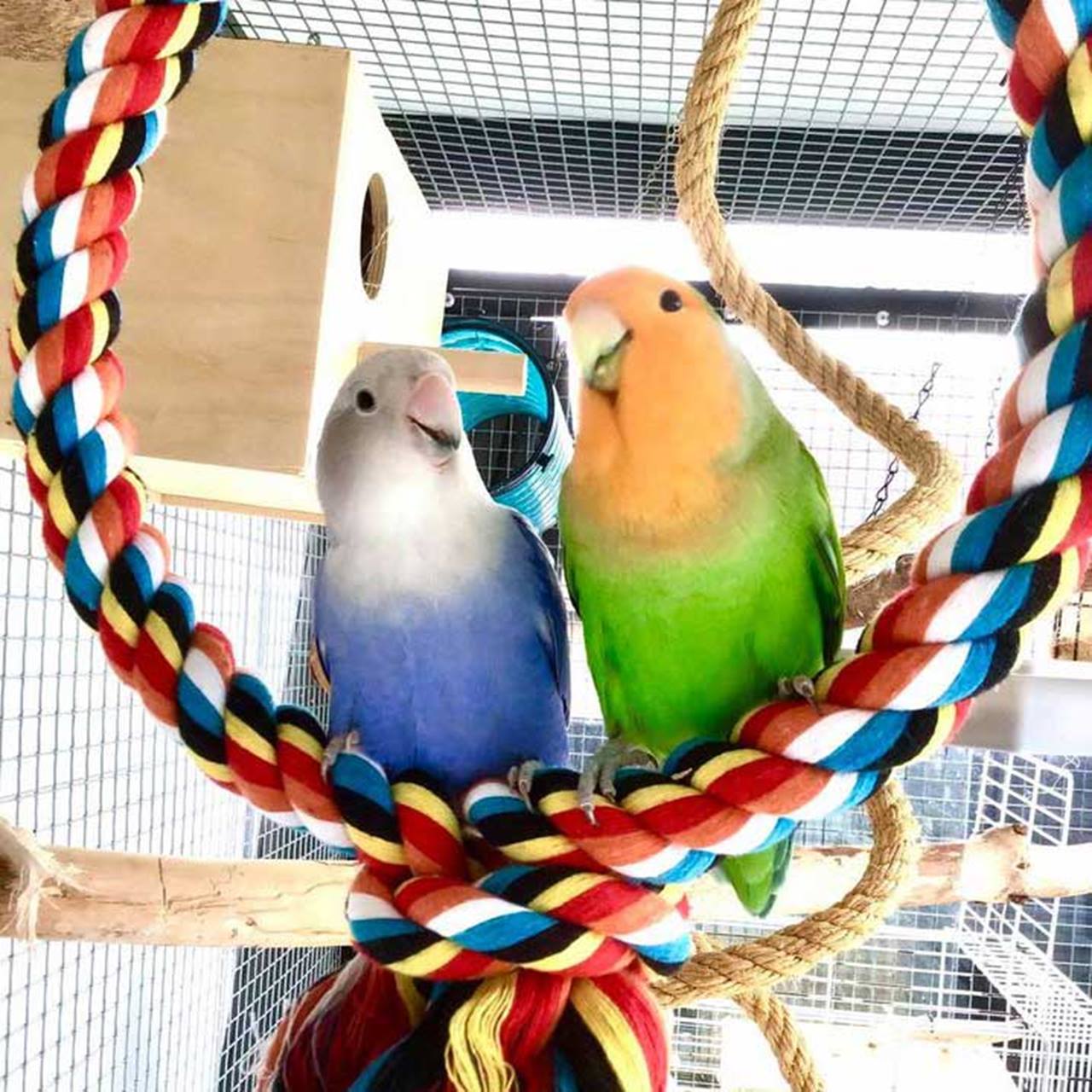 Quapas! Vogel speelgoed Cirkel gekleurd