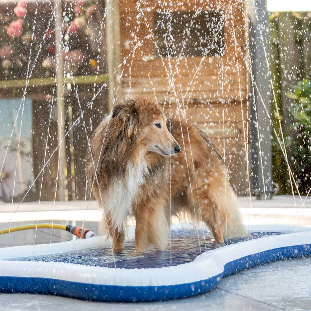 Quapas! Honden waterfontein mat