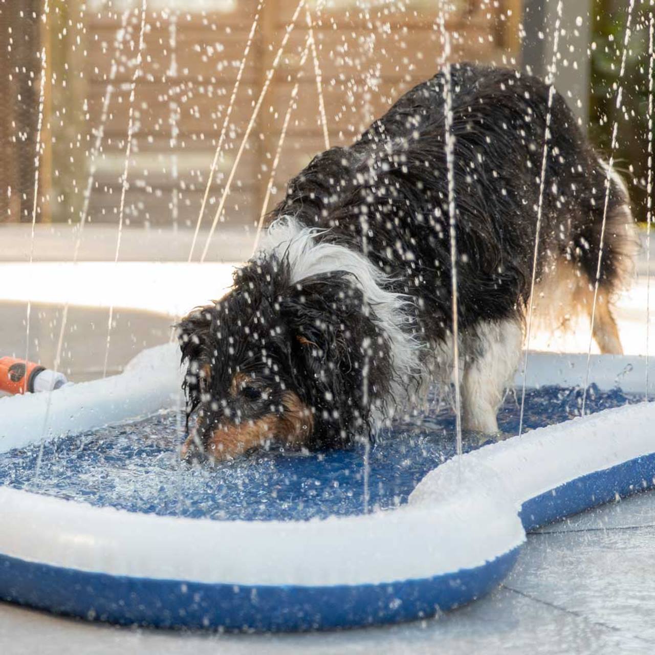 Quapas! Honden waterfontein mat