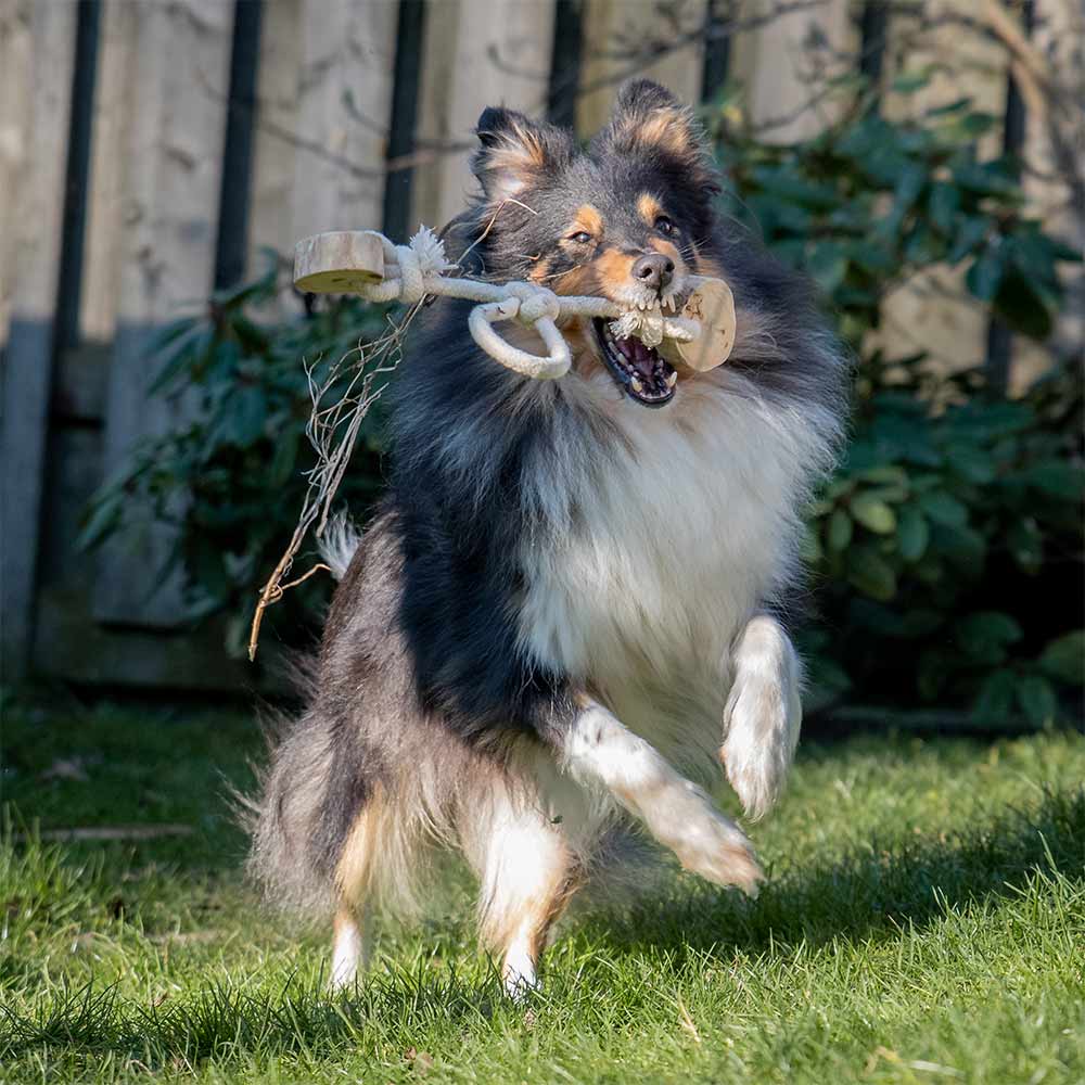 Quapas! Hondenspeeltje Coffeewood Bouncy