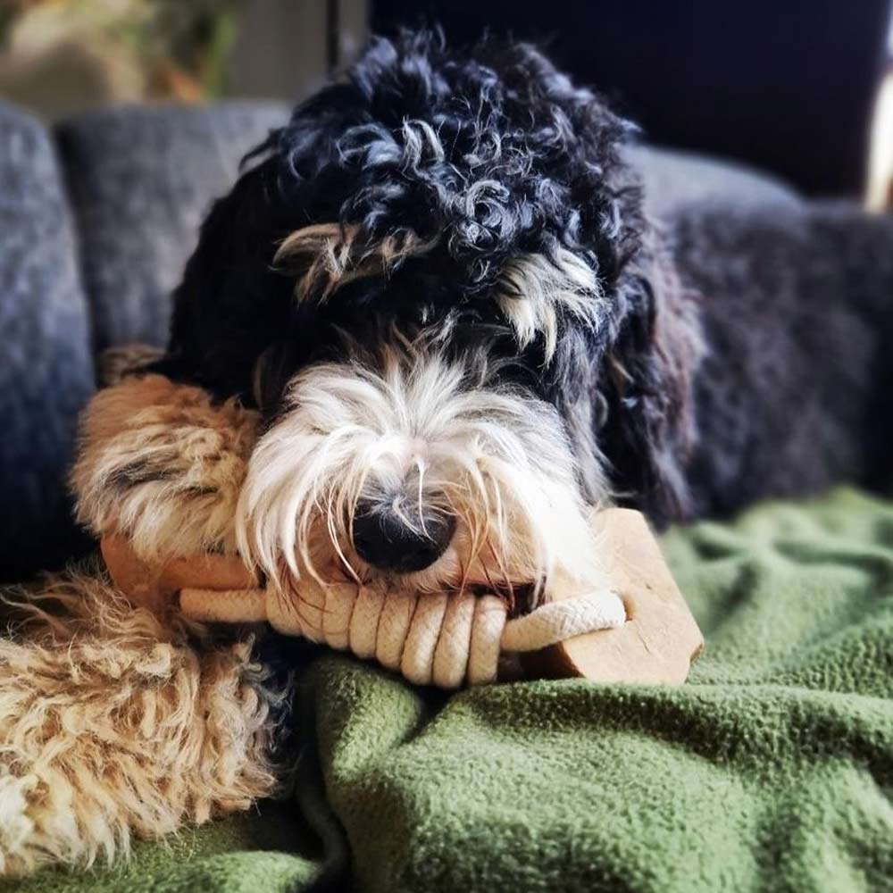 Quapas! Hondenspeeltje Coffeewood Twist