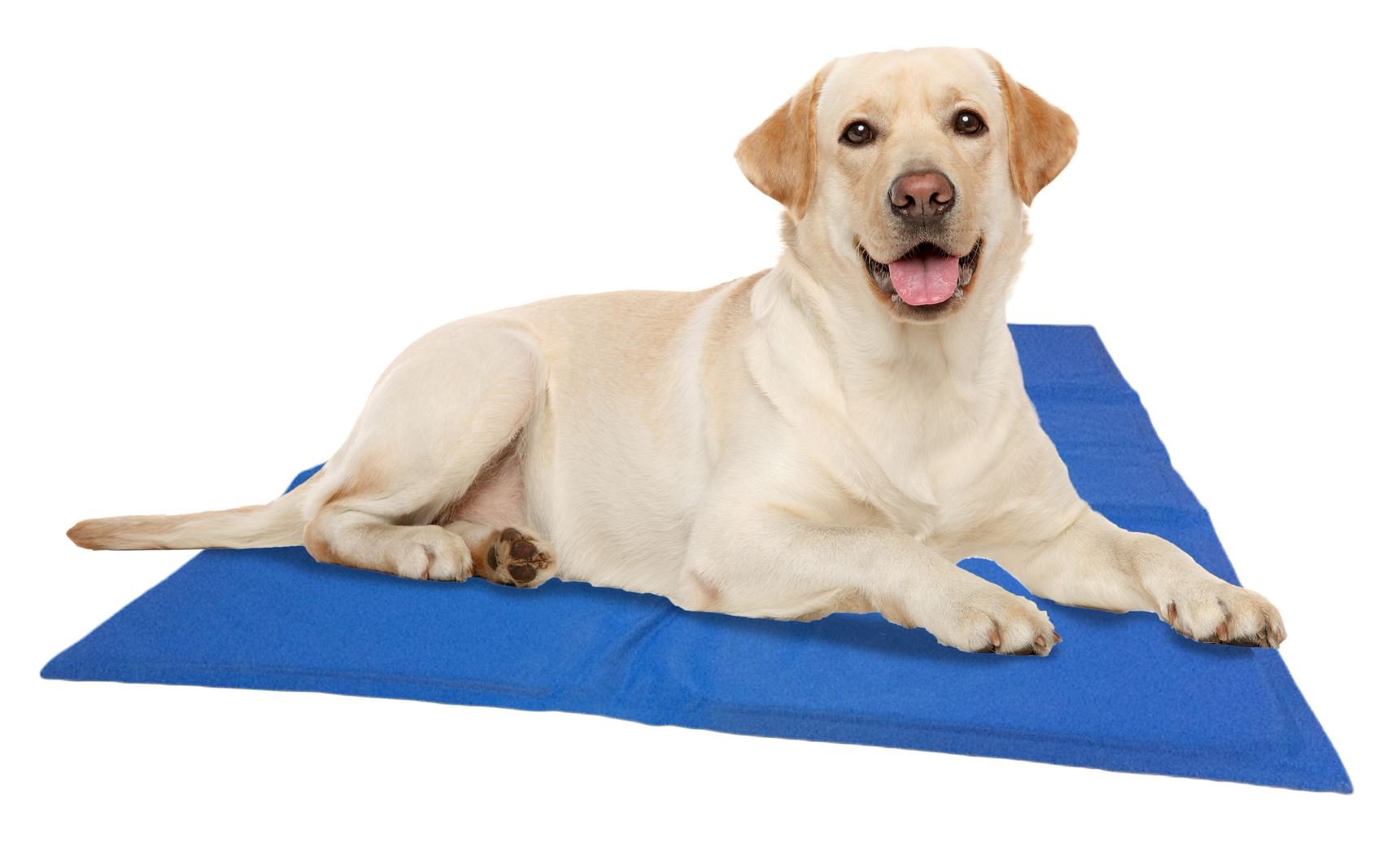 Quapas! Honden Koelmat