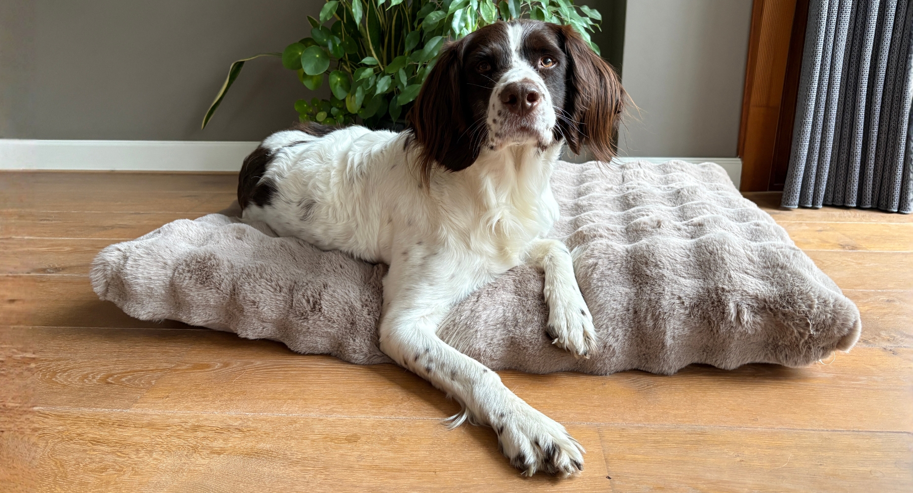 Honden