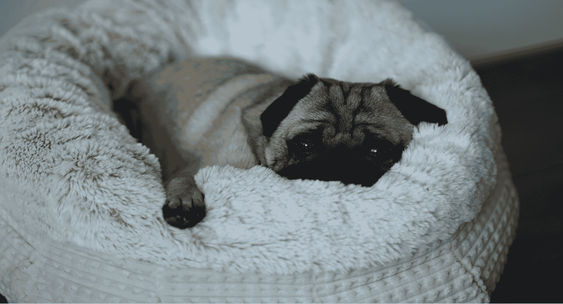 Honden