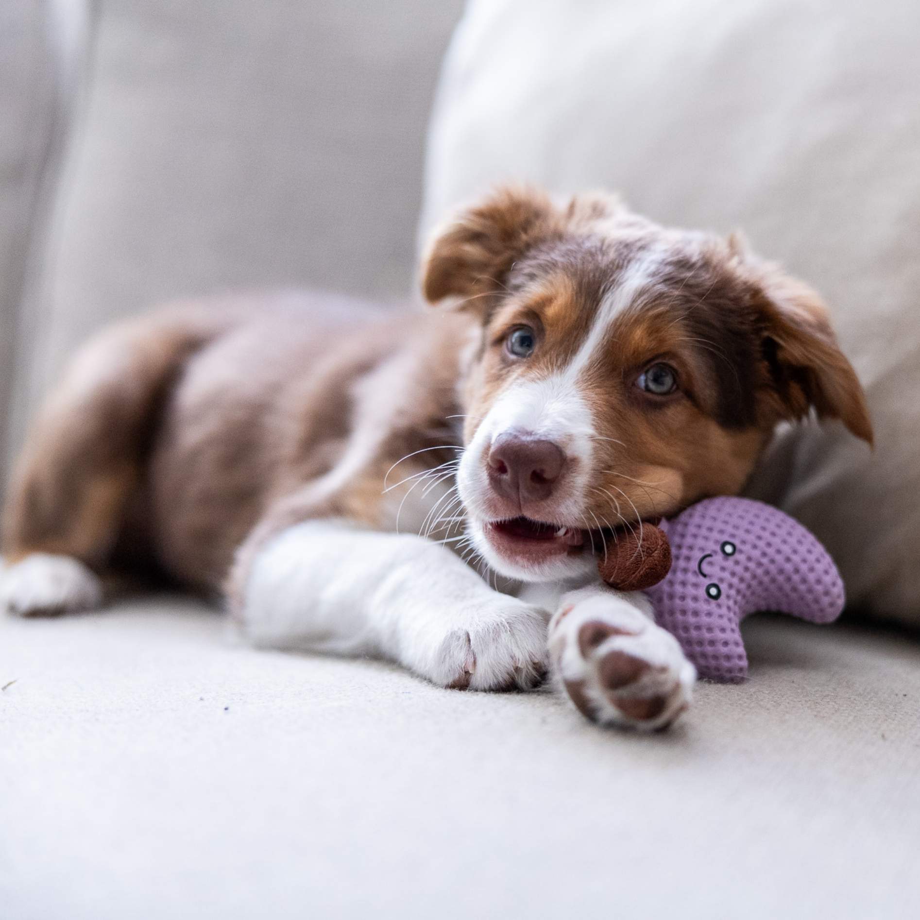 Puppy 