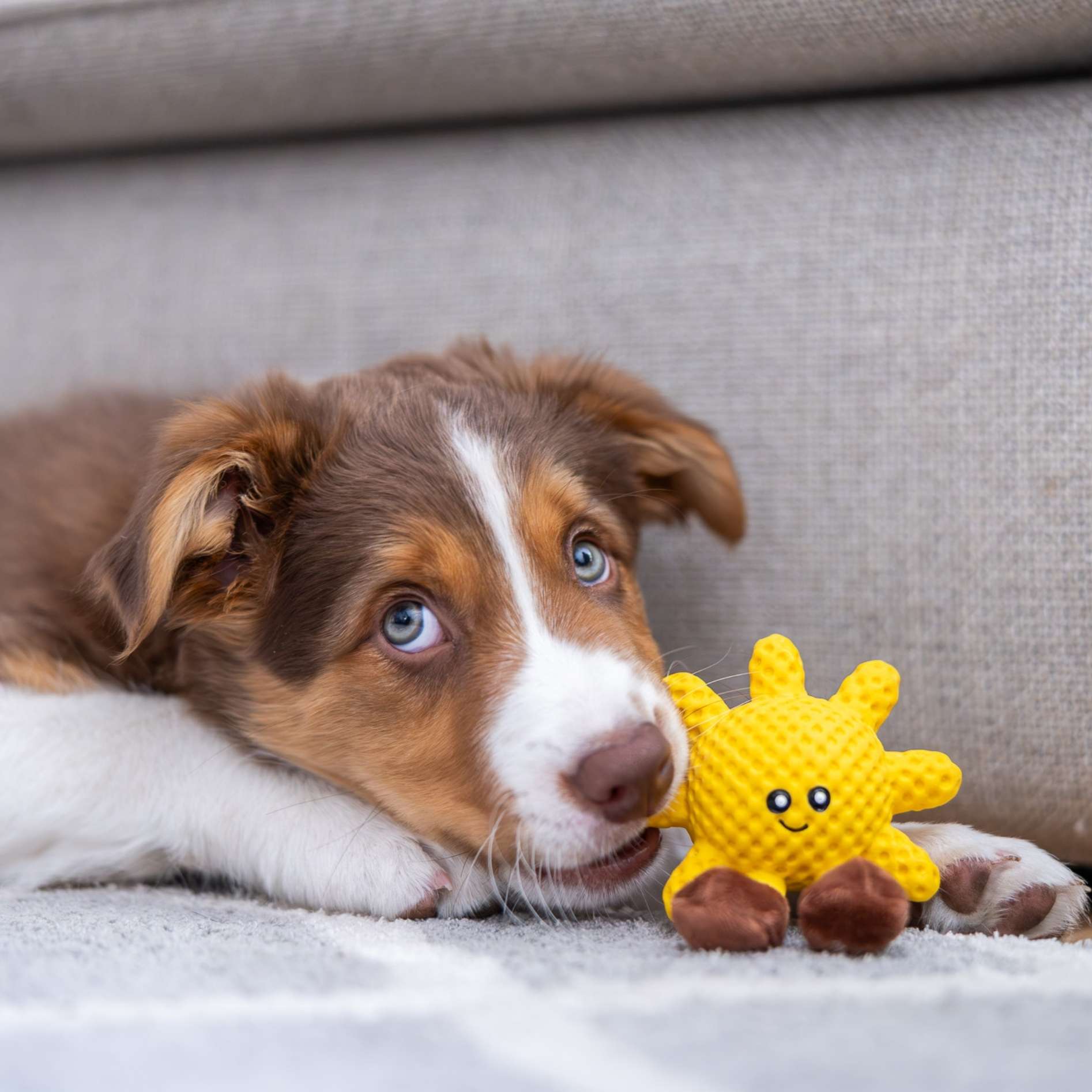 Puppy